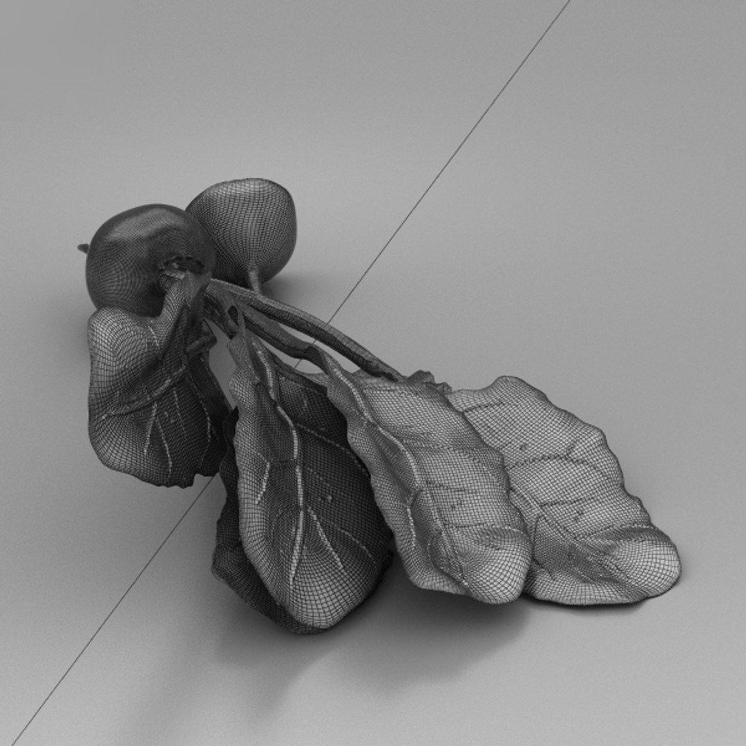 Beetroot beet root model - TurboSquid 1304579