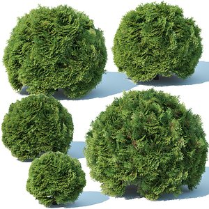 occidentalis thuya model