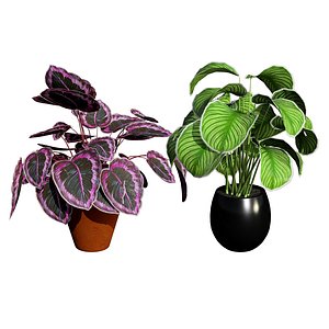 Calathea orbifolia or  pinstripe calathea 3d model