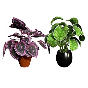Calathea orbifolia or pinstripe calathea 3d model