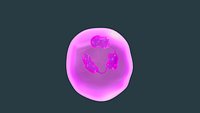 Eosinophil