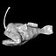 Angler Fish / Sea Devil