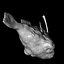 Angler Fish / Sea Devil