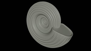 Ammonoid shell with spiral lines 3D model