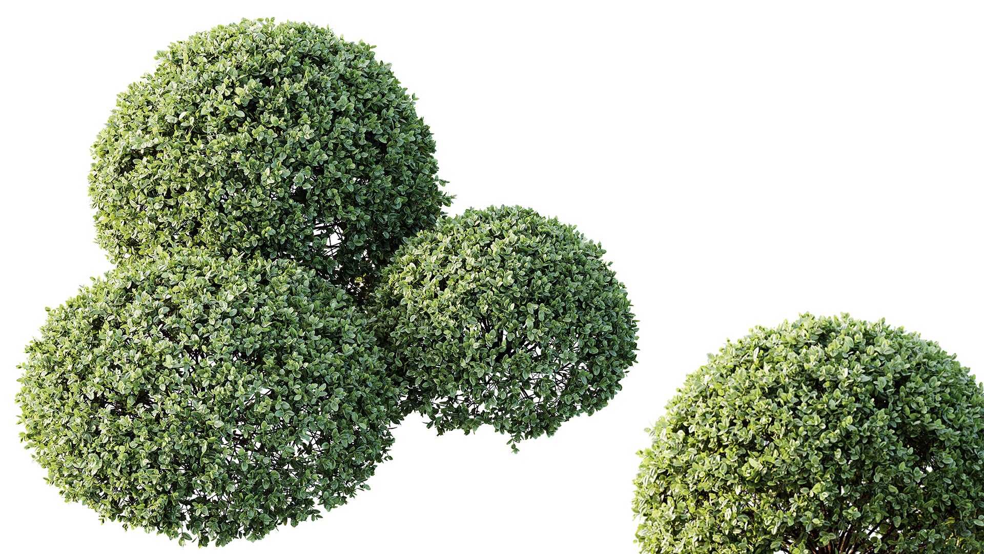 AV Plant Pittosporum Tobira Tenuifolium Shrub Buxus Semperviren Japanese Cheesewood 3D model https://p.turbosquid.com/ts-thumb/LS/hqEmQ4/SO/04/png/1745298714/1920x1080/fit_q87/81fbf2e4611066345ccdd670a3815aff376721b3/04.jpg