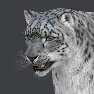 3D Snow leopard v-ray ornatrix