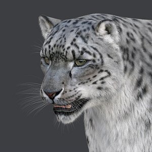 Snow leopard v-ray ornatrix
