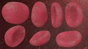 3D red blood cells erythrocytes model