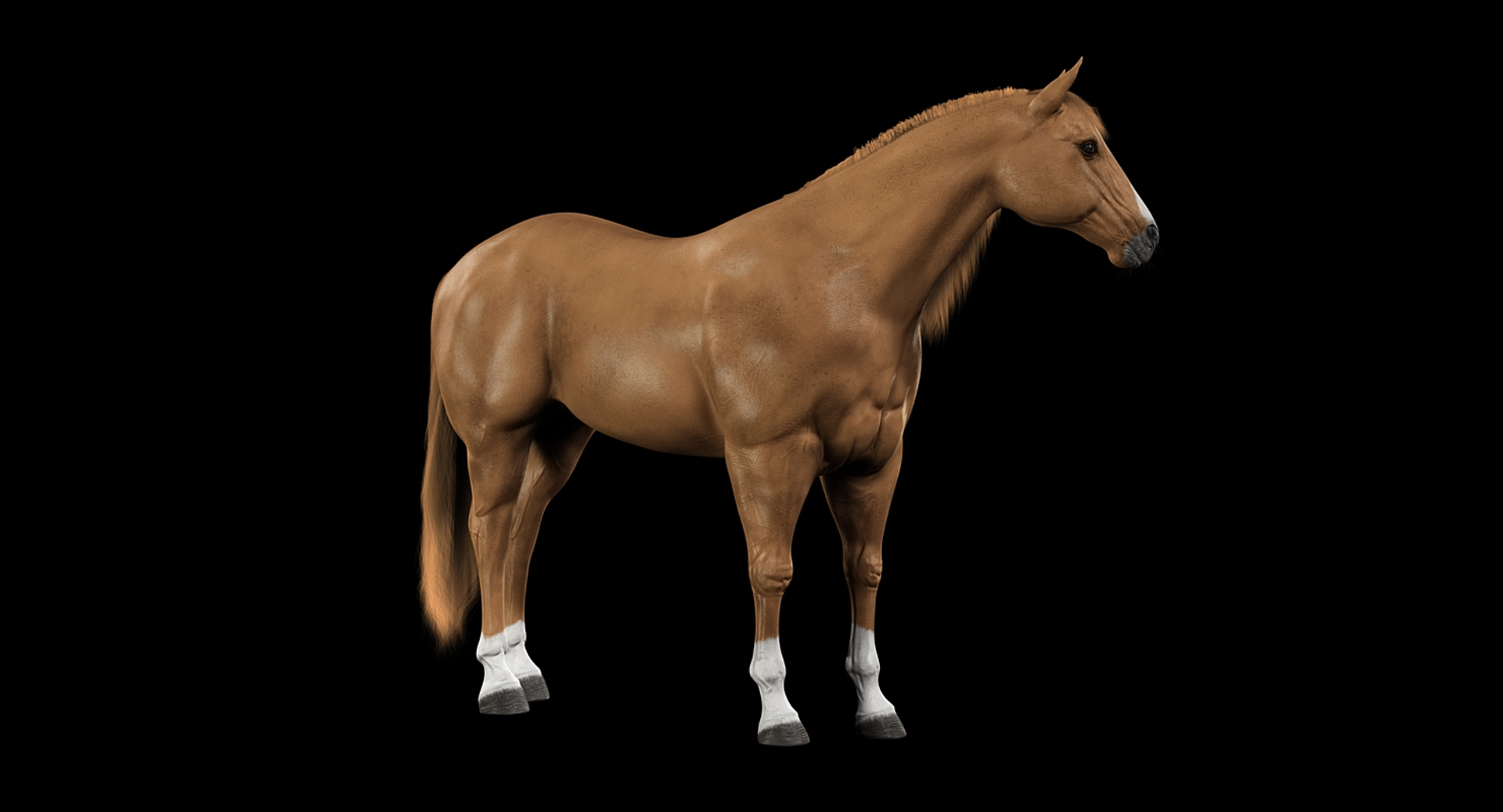 3d horses rigged fur https://p.turbosquid.com/ts-thumb/LS/wnoBuX/2BqMi57Z/turn/jpg/1428537508/1920x1080/turn_fit_q99/b5ca7f7a7d86ed7cca59f7725bc27b2d7247b9f7/turn-1.jpg