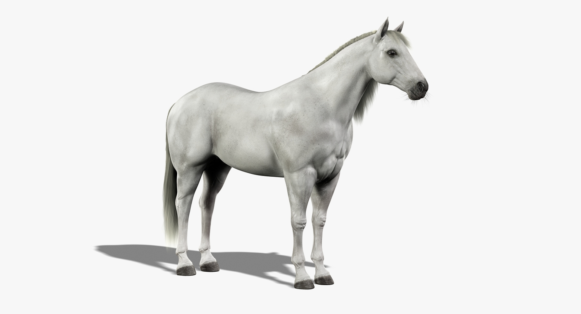 3d horses rigged fur https://p.turbosquid.com/ts-thumb/LS/wnoBuX/Gk6lX2Tr/turn/jpg/1428537870/1920x1080/turn_fit_q99/55b354544f574586dd53898f6df0441d8a02689d/turn-1.jpg