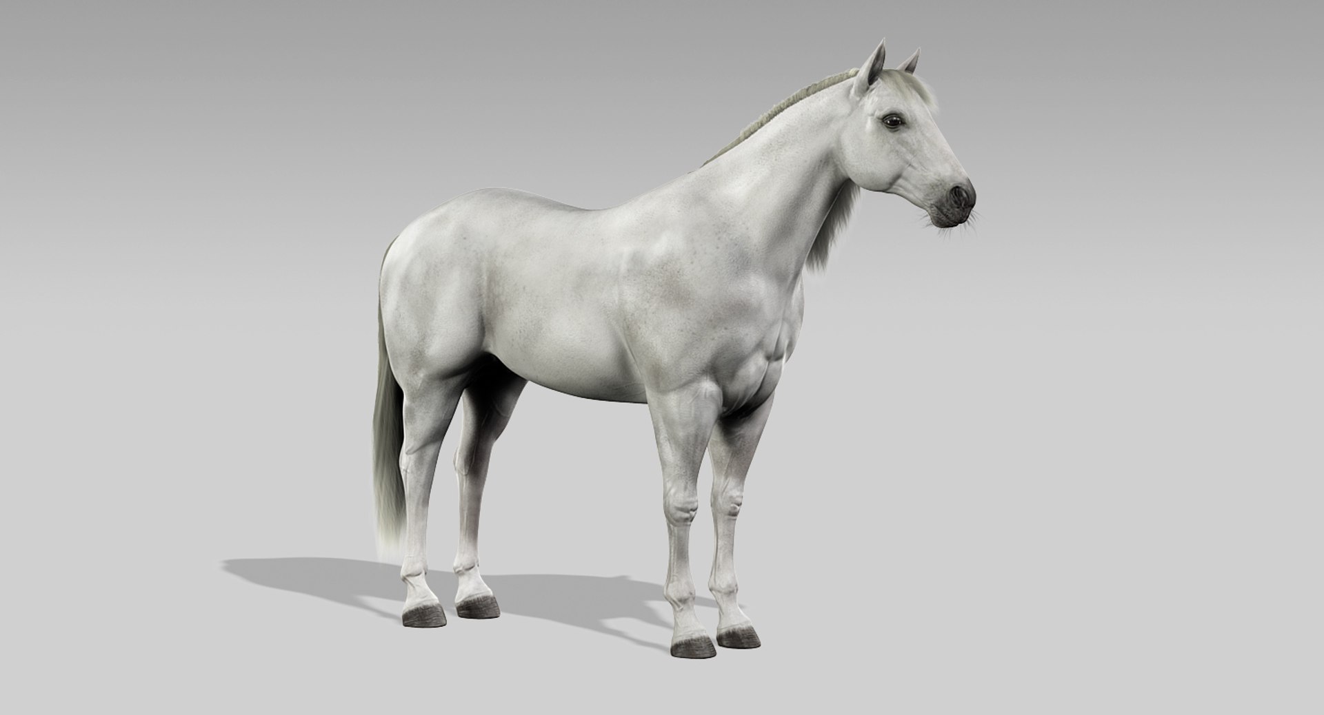3d horses rigged fur https://p.turbosquid.com/ts-thumb/LS/wnoBuX/bk1dRHWZ/5/jpg/1428537340/1920x1080/fit_q87/e287375d754313b26adc44bac888ae24e05eb6fa/5.jpg