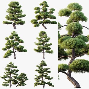 3D AV 6 Different Pinus Bonsai Trees Sylvestris Collection