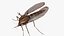 3D Mosquito model