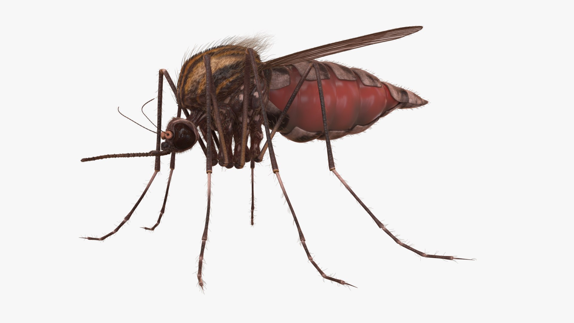 3D Mosquito model https://p.turbosquid.com/ts-thumb/LT/3IUzvW/Gy/01/jpg/1748717142/1920x1080/fit_q87/1998c9df6daf3b129b4963bd8ce90a6fee1c1a88/01.jpg