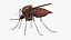 3D Mosquito model