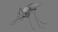 3D Mosquito model