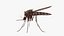 3D Mosquito model