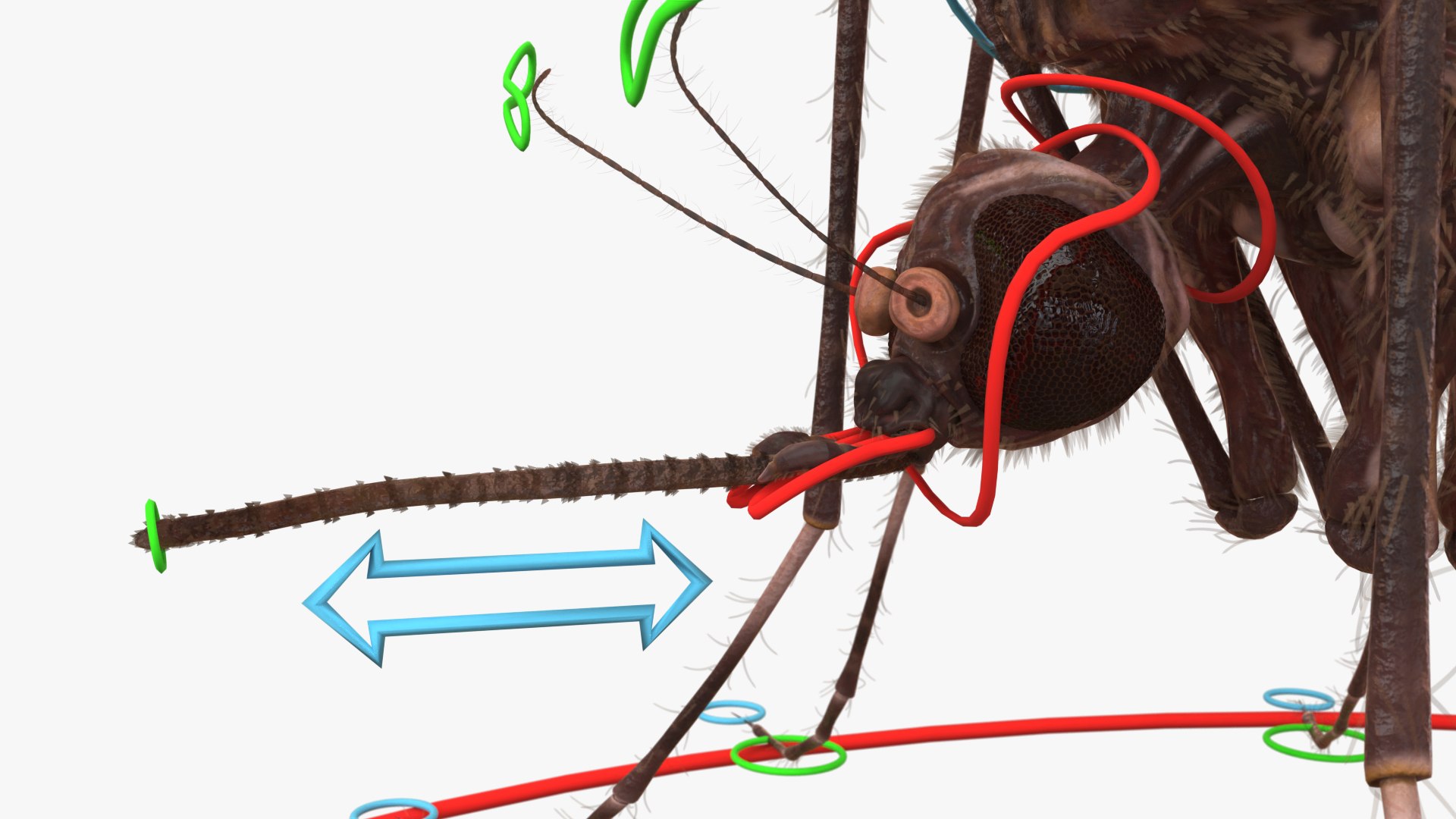 3D Mosquito Model - TurboSquid 2415387