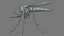 3D Mosquito model