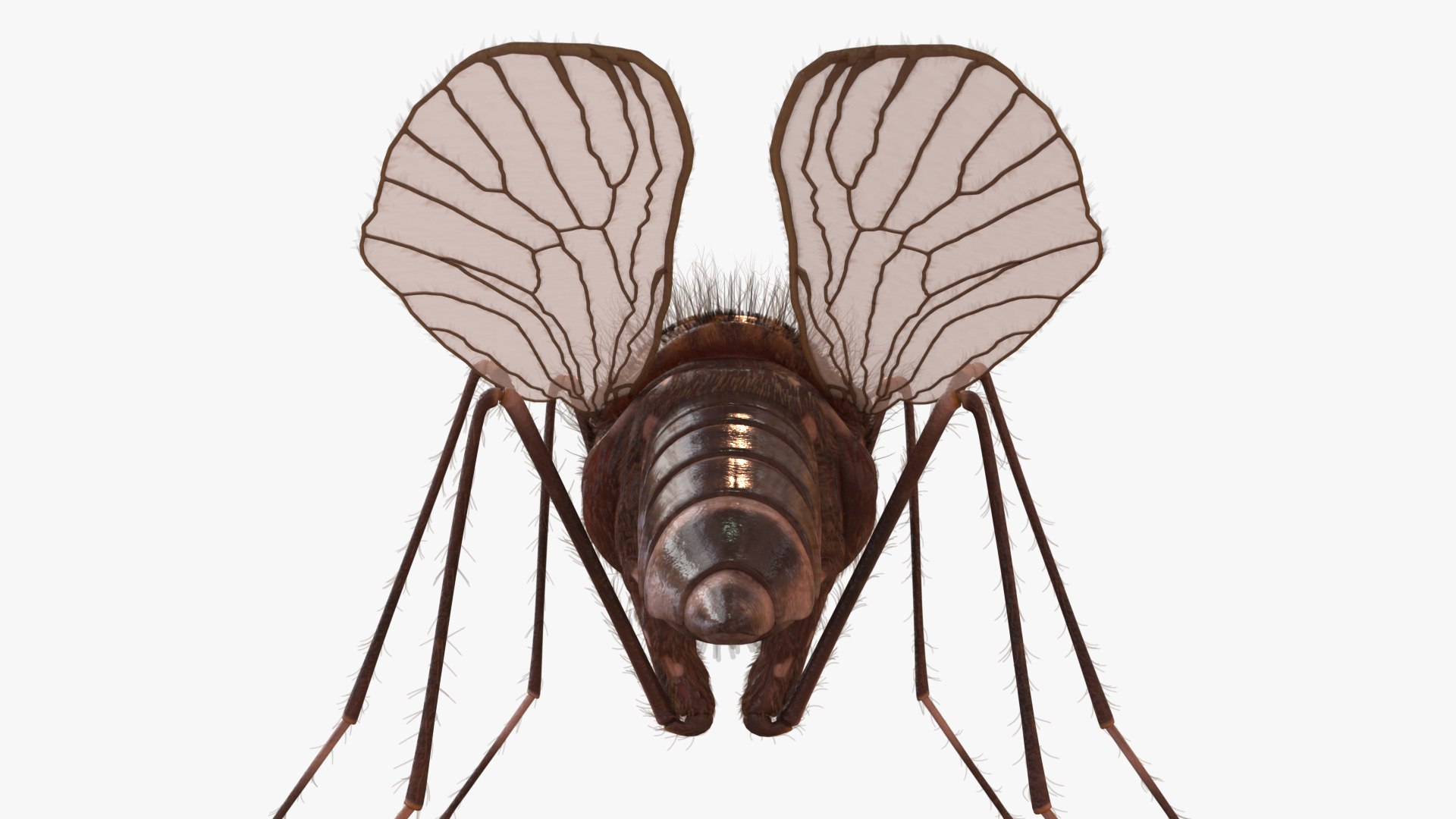3D Mosquito Model - TurboSquid 2415387