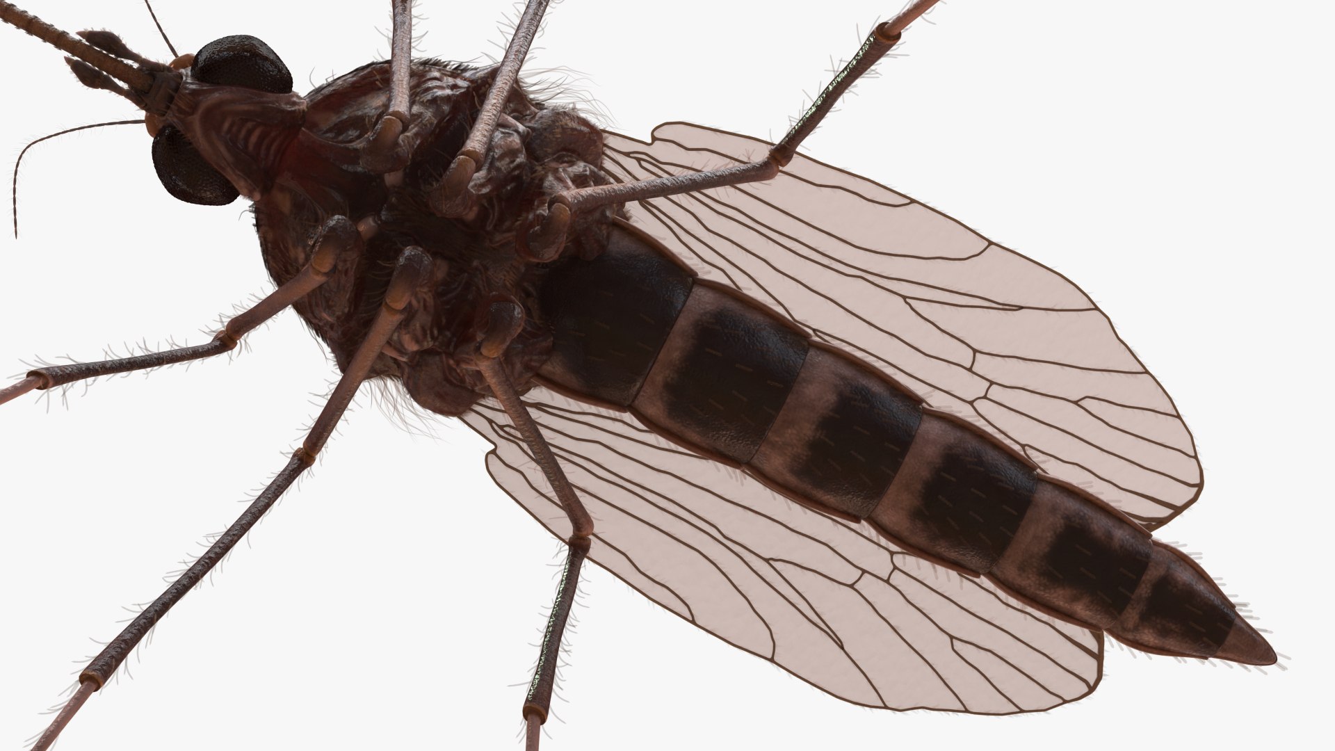 3D Mosquito Model - TurboSquid 2415387