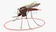 3D Mosquito model