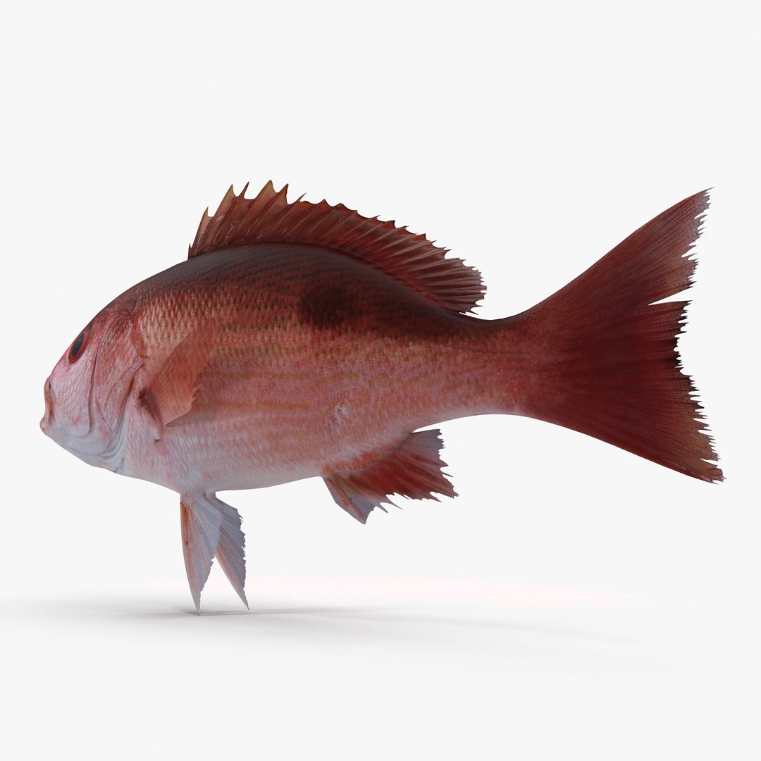 Pacific Red Snapper 3d Dxf