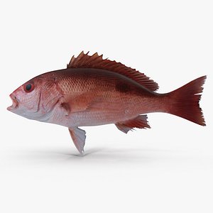 pacific red snapper 3d dxf