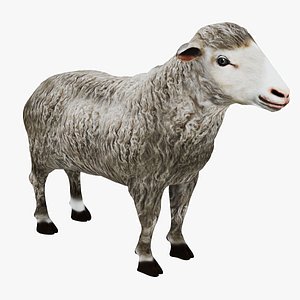 realistic sheep 3D model