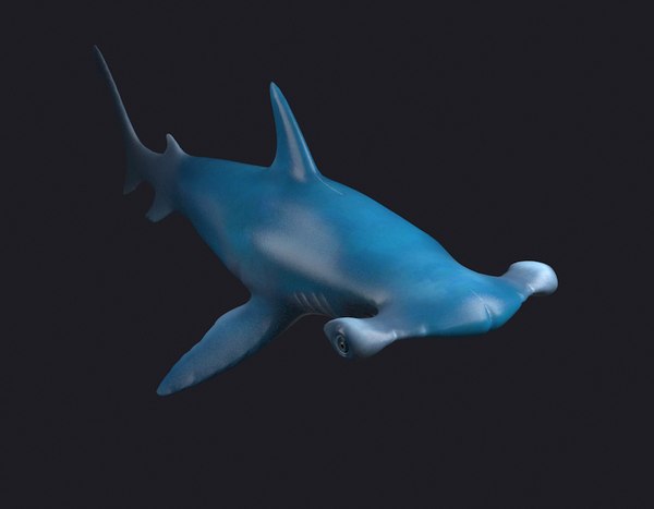 3D man-eating sharks sea killers - TurboSquid 1554566