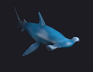 man-eating Sharks, sea killers, sea animals hammerhead hammer-head shark shark rigged head fish sea teeth great  dive jaws fin hammer head marine Sharks, hammerheads, Alien Sharks