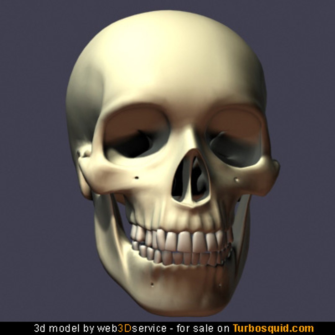 human skull 3d model https://p.turbosquid.com/ts-thumb/LT/T2Grg4/6NkzO1N6/skull_s/jpg/1258195516/1920x1080/fit_q87/302be51f5f7e9e0edd772c0b475fd9dbdf62e711/skull_s.jpg
