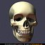 human skull 3d model