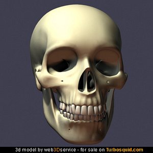 Detailed Human Skull 3d Model