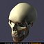 human skull 3d model