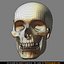 human skull 3d model