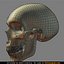 human skull 3d model