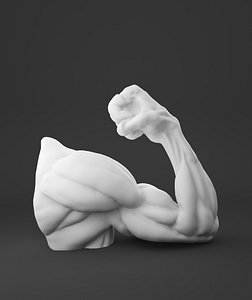 Ecorche Hand
