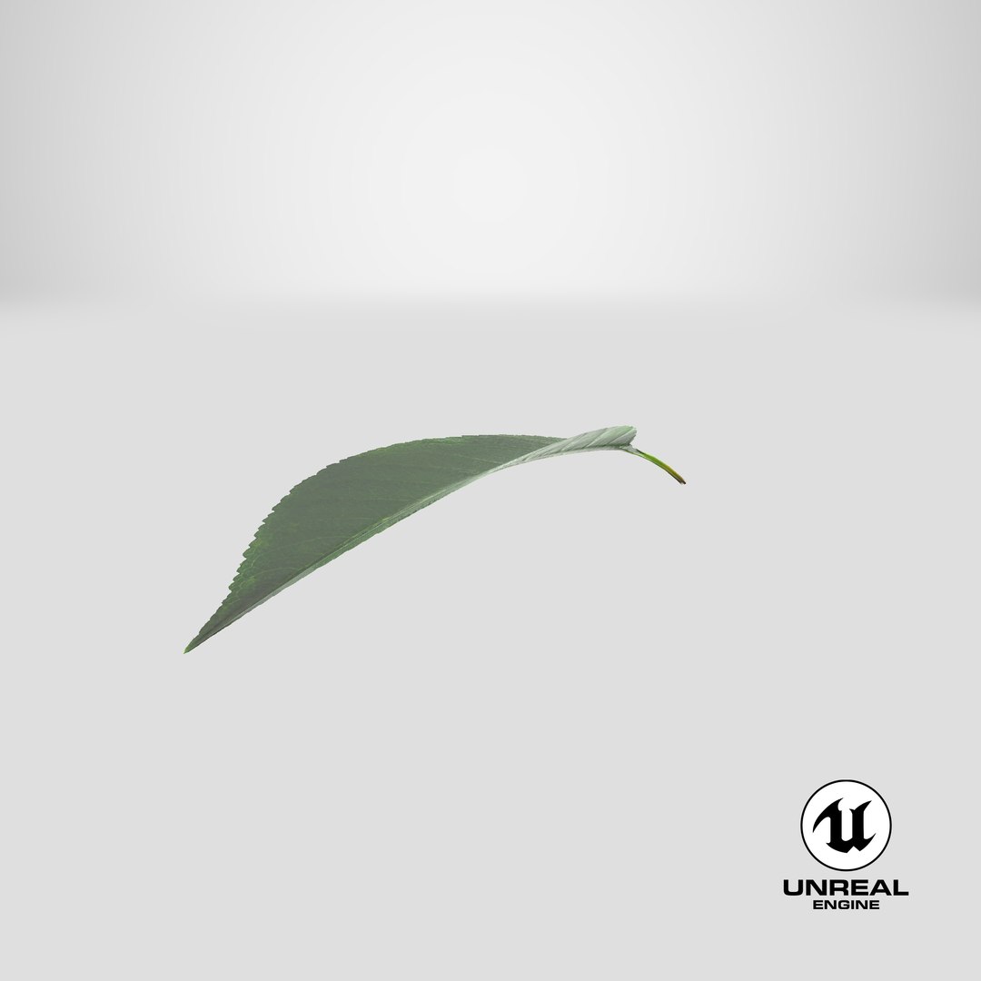 cherry leaf 3D model https://p.turbosquid.com/ts-thumb/LT/YTzwQG/B4/stemcell_unreal_render/png/1651734994/1920x1080/fit_q87/acaa287ba8ebbbdcd109788bc2cab65f42b4acc2/stemcell_unreal_render.jpg