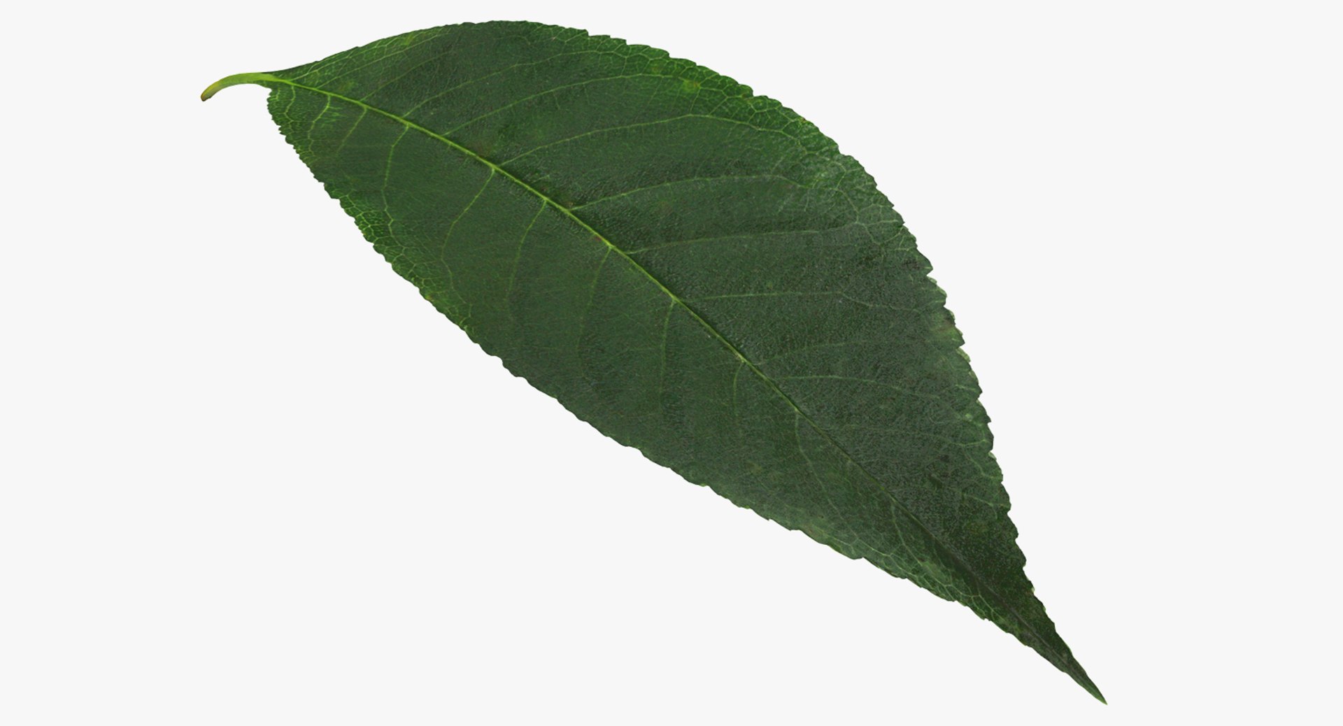 Leaves Collection 4 3D model https://p.turbosquid.com/ts-thumb/LT/YTzwQG/C61mC8qa/cherryleaf3dsmodel001/jpg/1788842845/1920x1080/fit_q87/1c666f3f9568a0494c719d3c0d889151817a6cfc/cherryleaf3dsmodel001.jpg