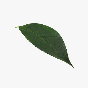 Cherry Leaf