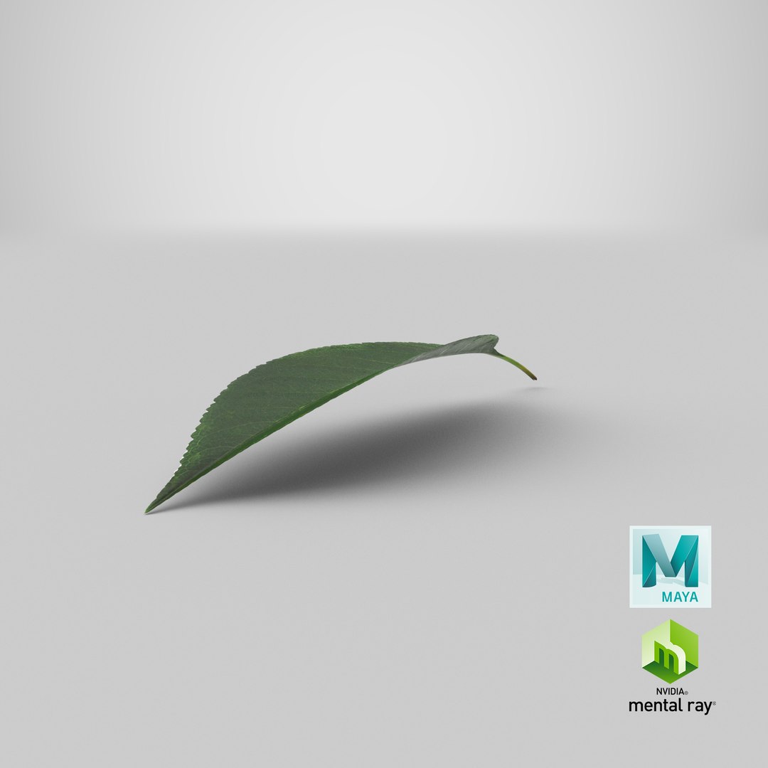 cherry leaf 3D model https://p.turbosquid.com/ts-thumb/LT/YTzwQG/HA/stemcell_maya_mental_ray_render/png/1651735002/1920x1080/fit_q87/935ec0f76b3a45cb12469014f88c52c07ef2730b/stemcell_maya_mental_ray_render.jpg