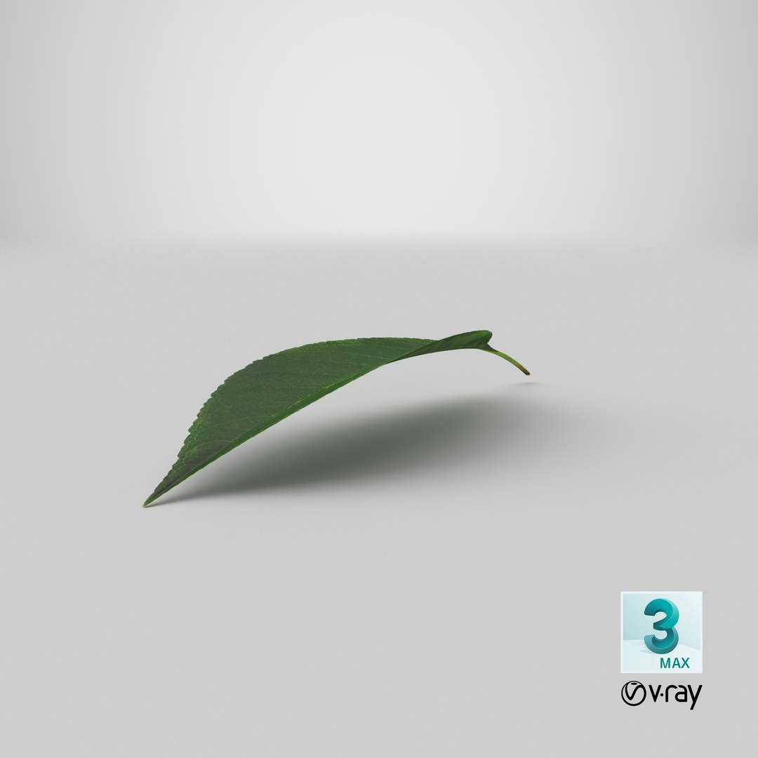 cherry leaf 3D model https://p.turbosquid.com/ts-thumb/LT/YTzwQG/YA/stemcell_max_vray_render/png/1651734999/1920x1080/fit_q87/eccc04c6e43adf40923889930a7bc150e01140f7/stemcell_max_vray_render.jpg