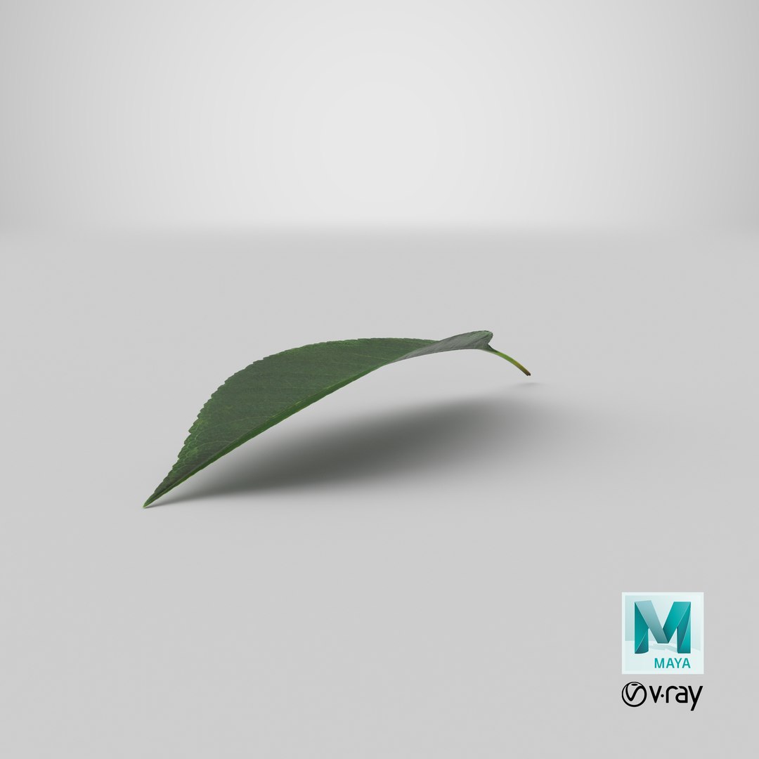 cherry leaf 3D model https://p.turbosquid.com/ts-thumb/LT/YTzwQG/dD/stemcell_maya_vray_render/png/1651735003/1920x1080/fit_q87/7d186ee258e52825d34a2ab915588bffb93b1292/stemcell_maya_vray_render.jpg