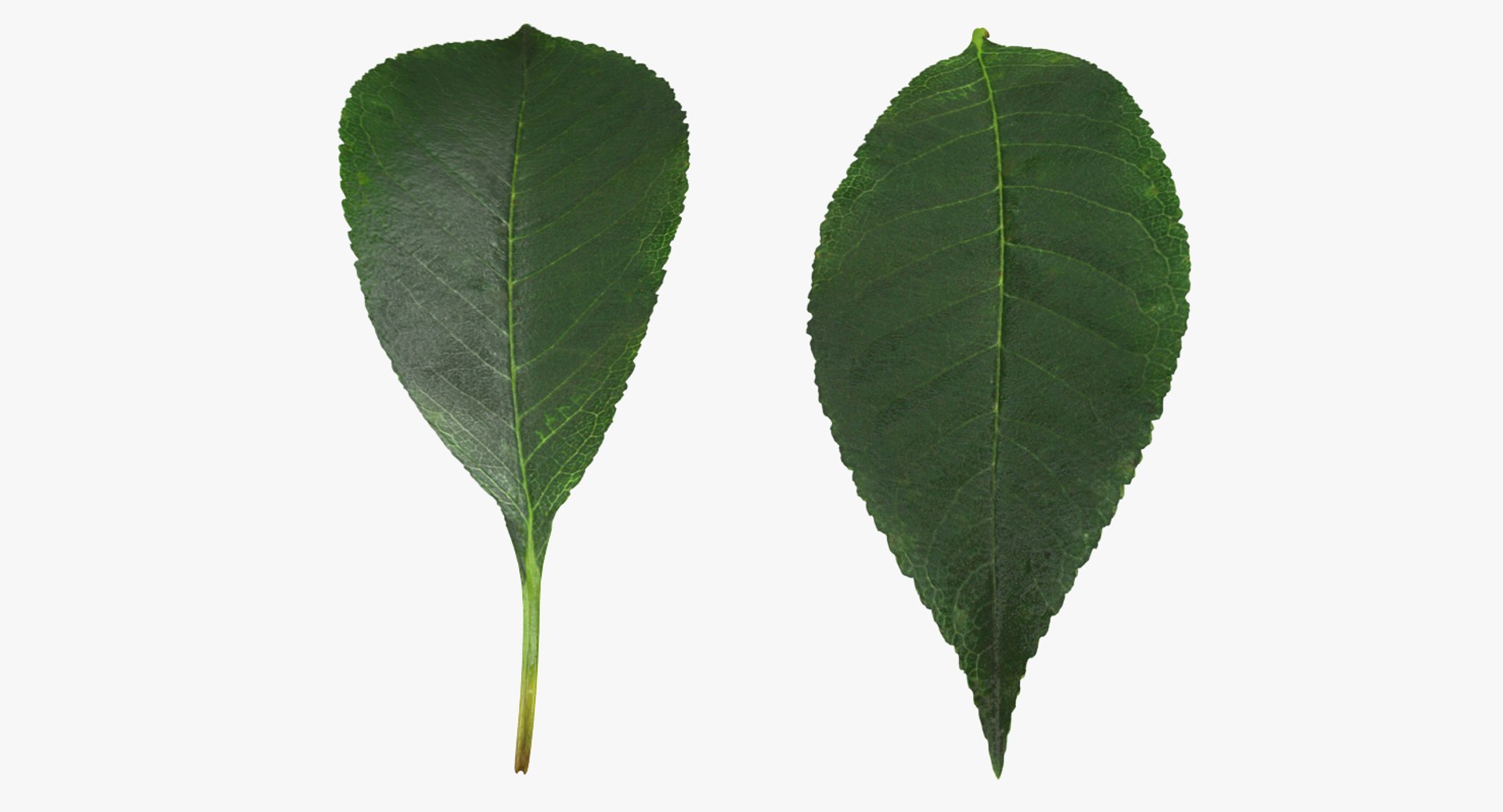 cherry leaf 3D model https://p.turbosquid.com/ts-thumb/LT/YTzwQG/zfkOSB3a/cherryleaf3dsmodel004/jpg/1505227412/1920x1080/fit_q87/f2d1d09ab63b429de8e679d707ea7625b2e17db5/cherryleaf3dsmodel004.jpg