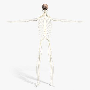 3d model medically nervous brain cerebellum