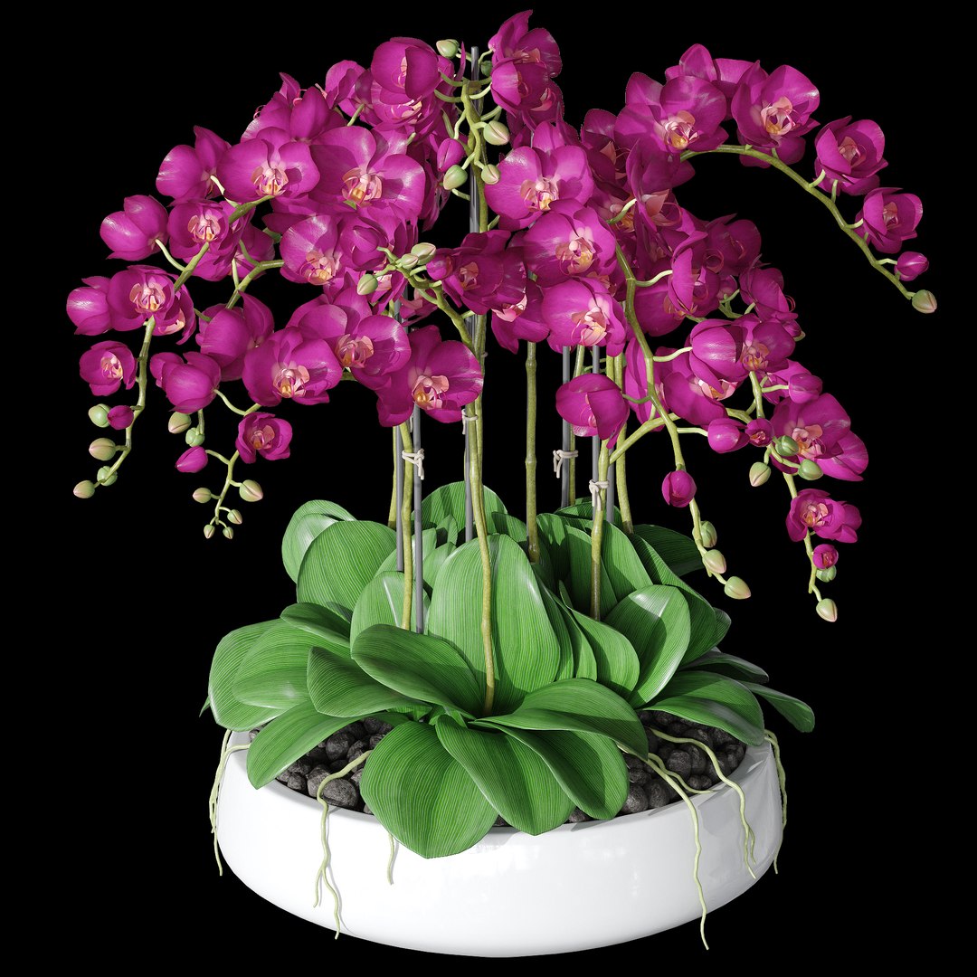 3D Model Set Orchid - TurboSquid 1642847