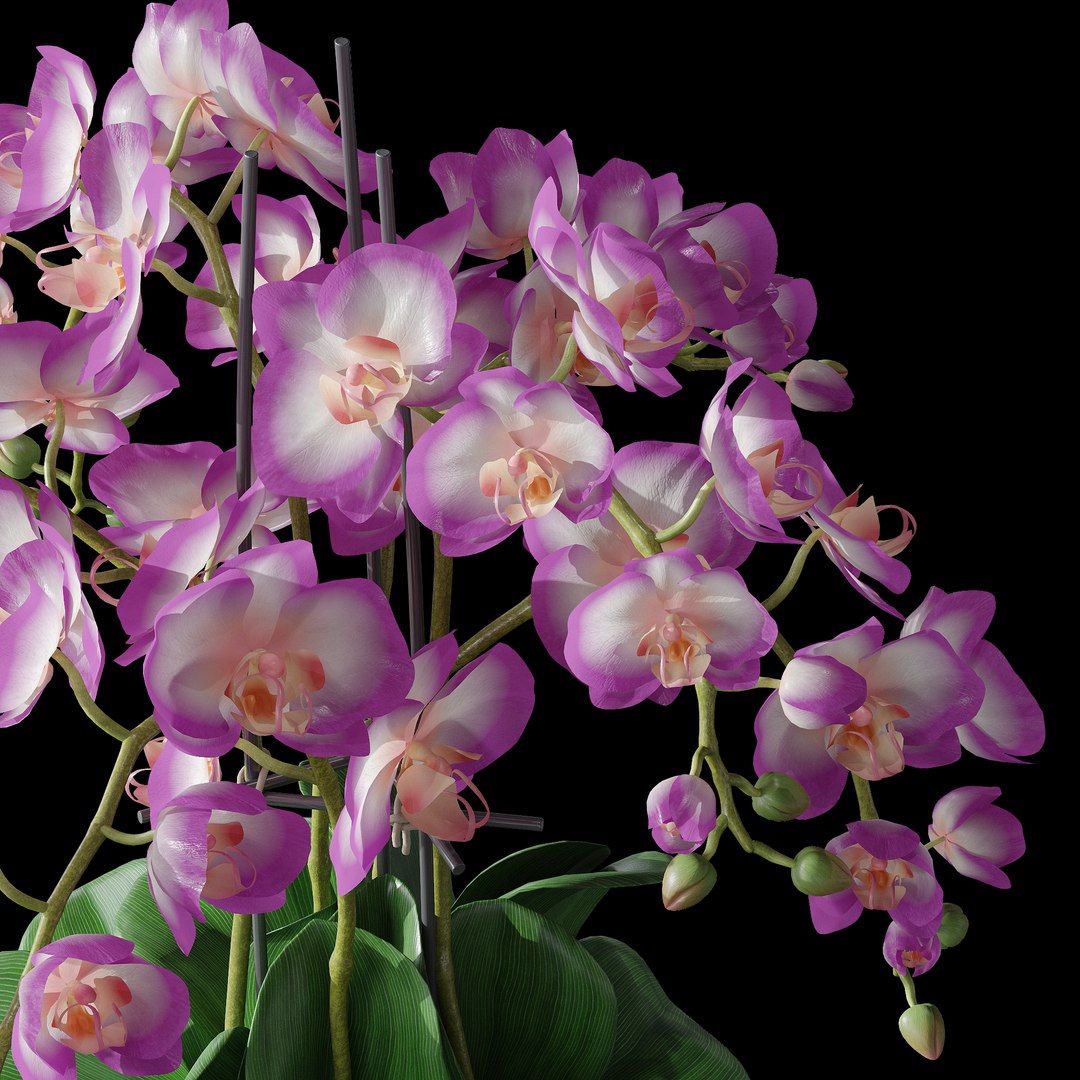 3D Model Set Orchid - TurboSquid 1642847