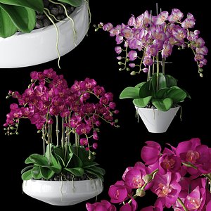 3D model set orchid