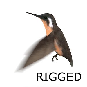 colibri bird rigged blend